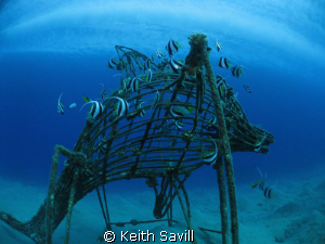 Taking pictures of Banner fish on this artifical reef whe... by Keith Savill 